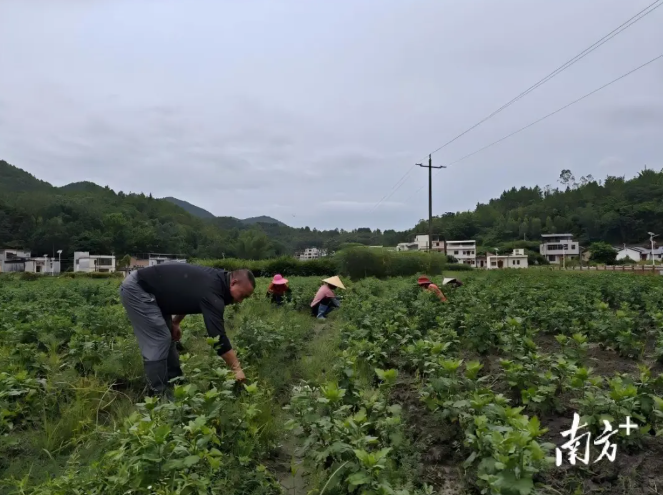 广州来的队伍,让潘田镇村集体收入翻番