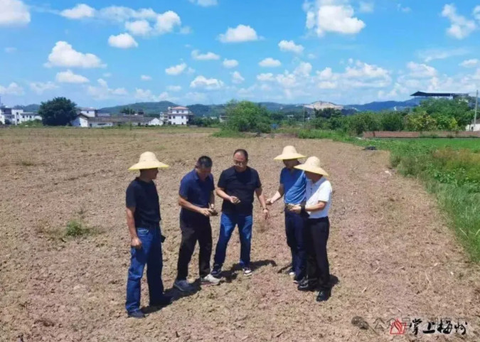 创新模式,梅州这里一年一季马铃薯、两季水稻