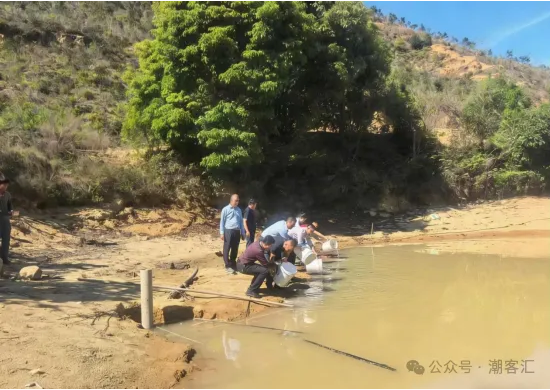 6万尾鱼苗!在汤坑投放