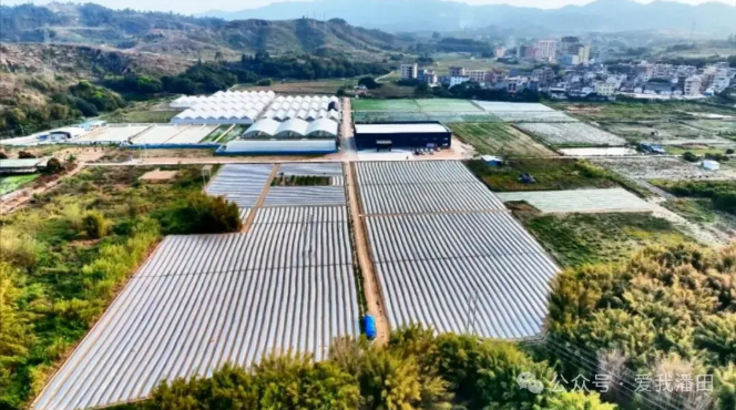 “百千万工程”三年初见成效|丰顺：特色农业提质焕新 新兴产业破局突围