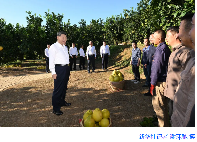 第一观察·瞬间|黄澄澄的柚子,沉甸甸的牵挂