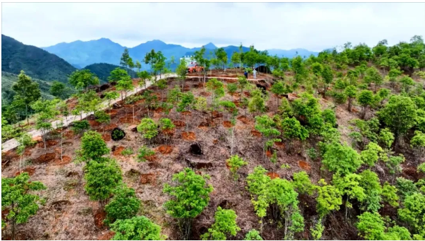 丰顺全力打造绿色风景线,村民连连称赞