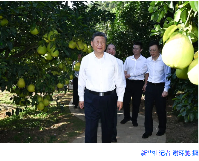 第一观察·瞬间|黄澄澄的柚子,沉甸甸的牵挂