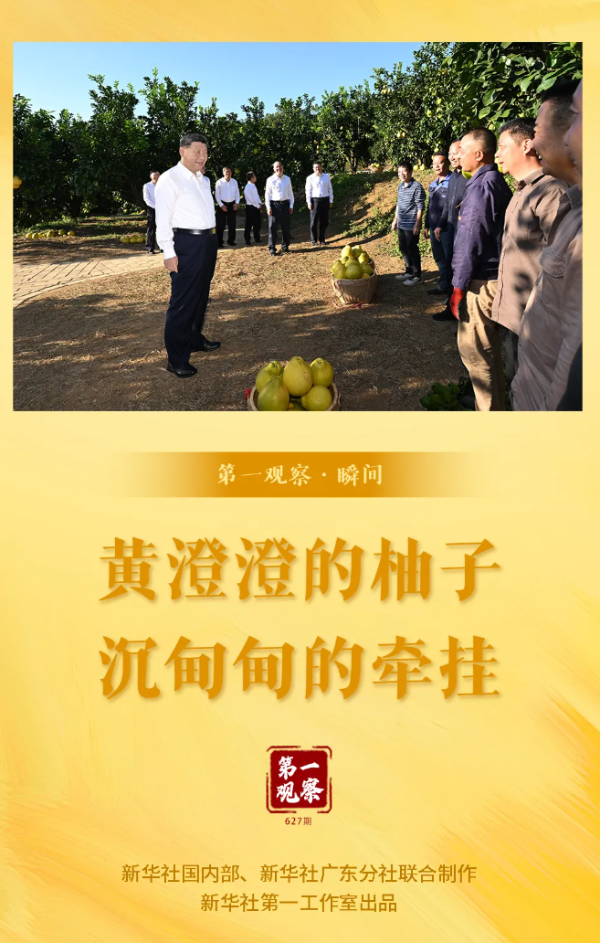 第一观察·瞬间|黄澄澄的柚子,沉甸甸的牵挂